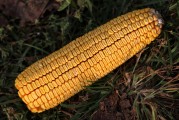 玉米實時行情最新_玉米實時行情最新價格