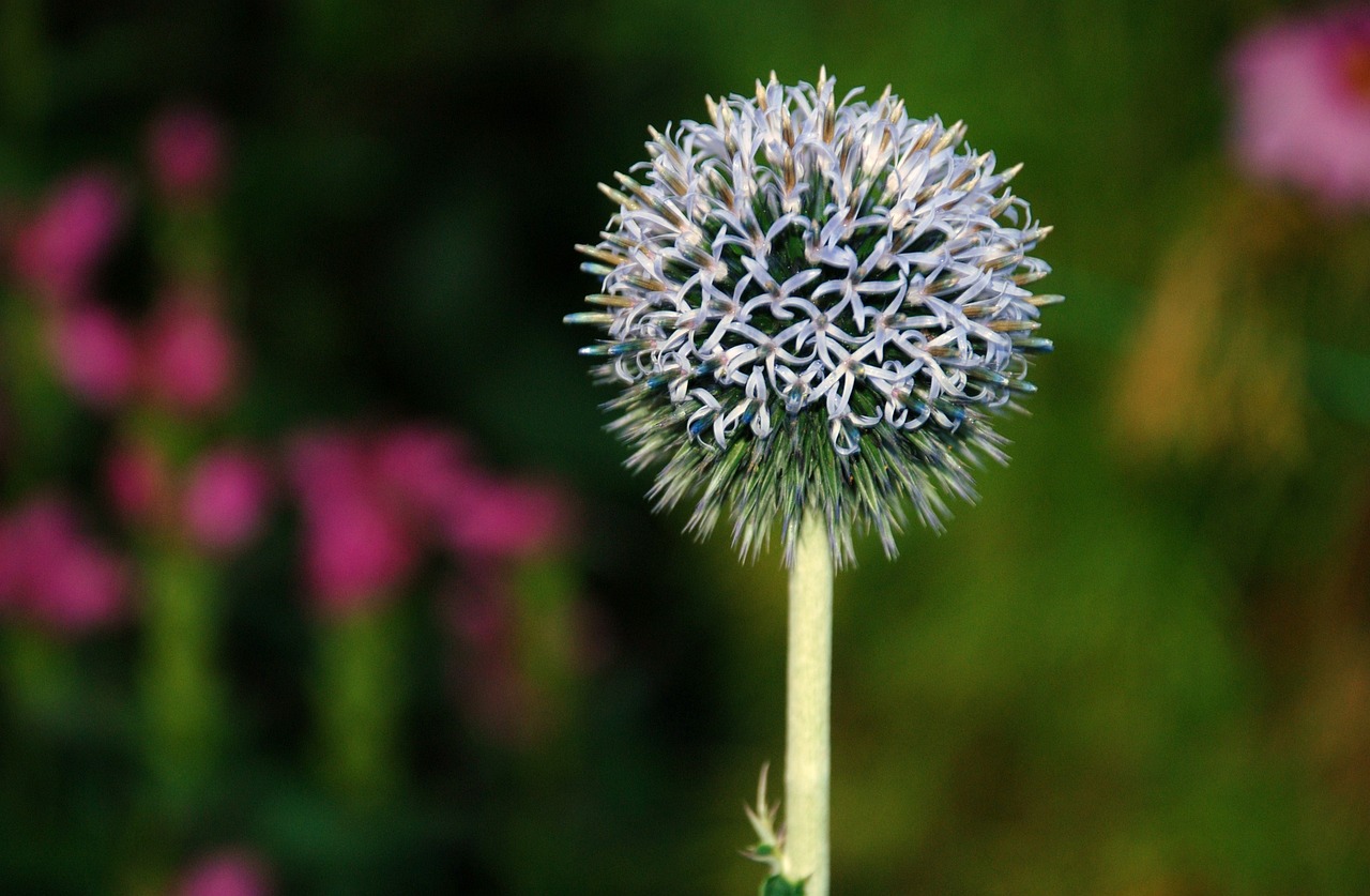 種花網(wǎng)頁(yè)游戲_種花游戲推薦