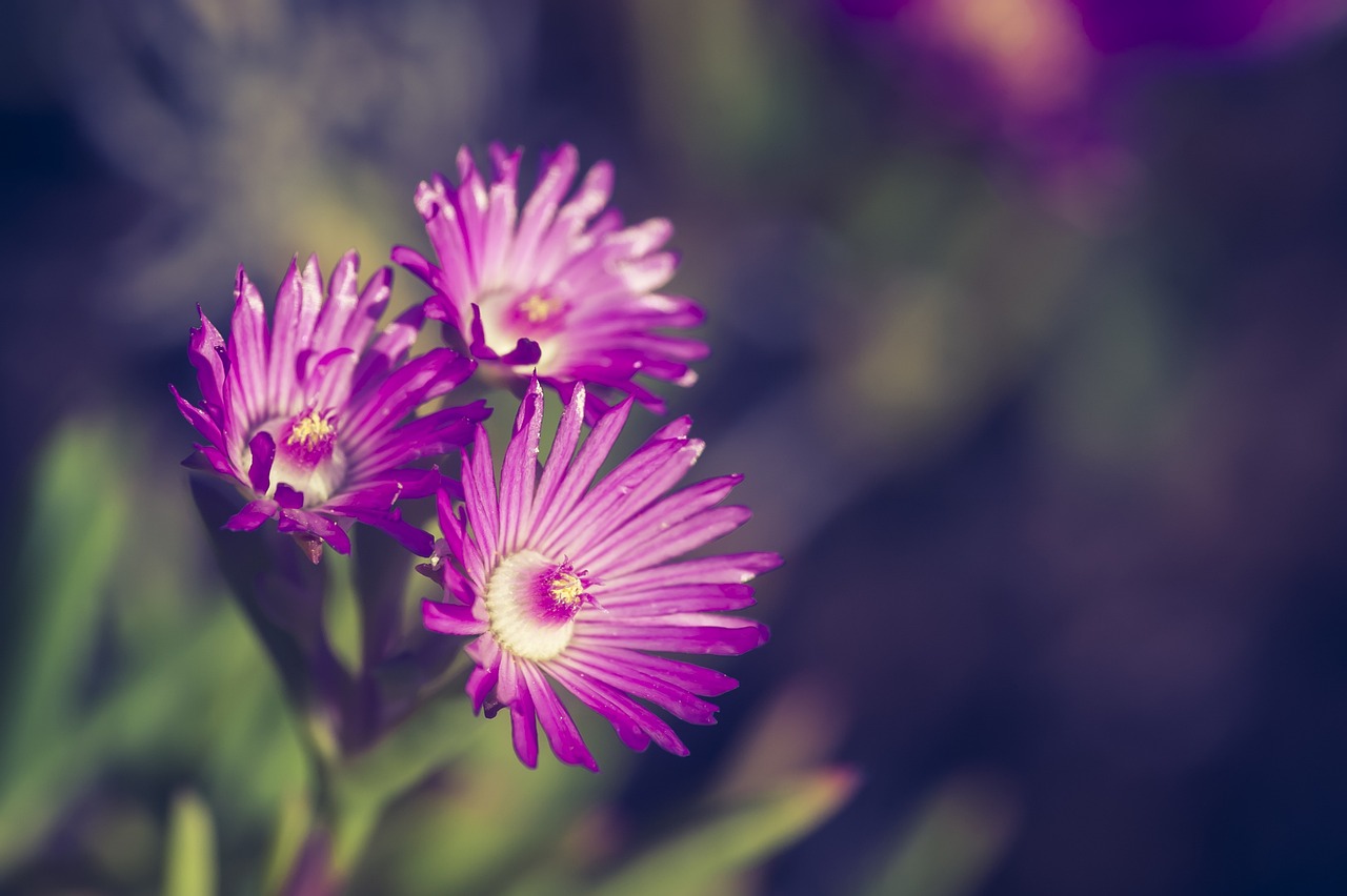 血花游戲攻略_血花什么意思