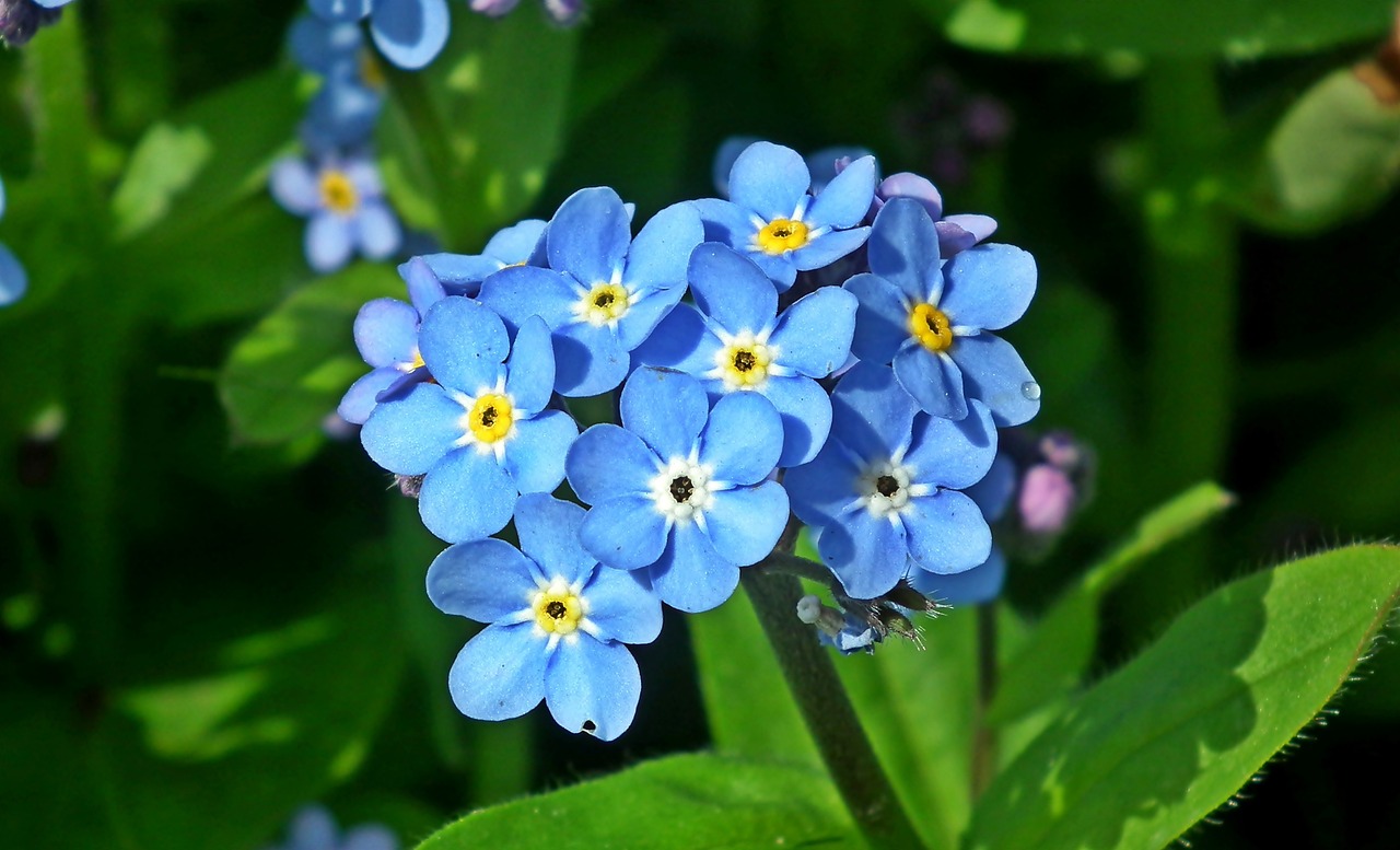 小花游戲攻略_小花的游戲